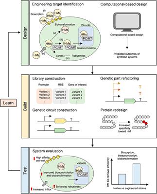 Synthetic Biology-Based Approaches for Microalgal Bio-Removal of Heavy Metals From Wastewater Effluents